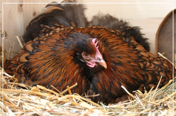 Brtende Henne